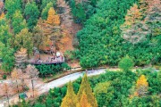 雪岭苍松映朝晖