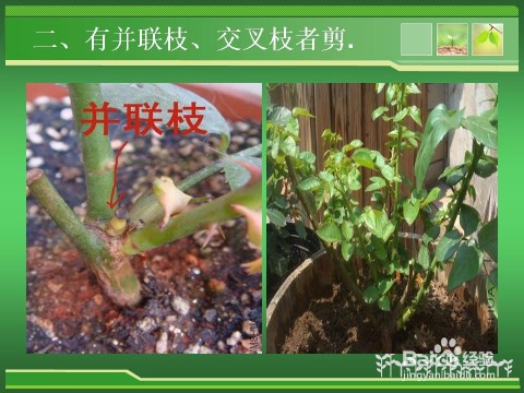 综艺节目中嘉宾独自修剪植物的画面截图