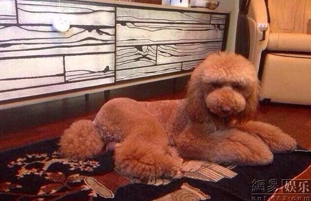 霍思燕身着金色旗袍蹲在爱犬身侧，笑得眉眼弯弯，背景为国际犬展赛场
