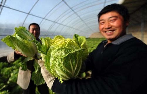 黄雅莉在院子里种菜浇水的日常照，西红柿和辣椒长势喜人
